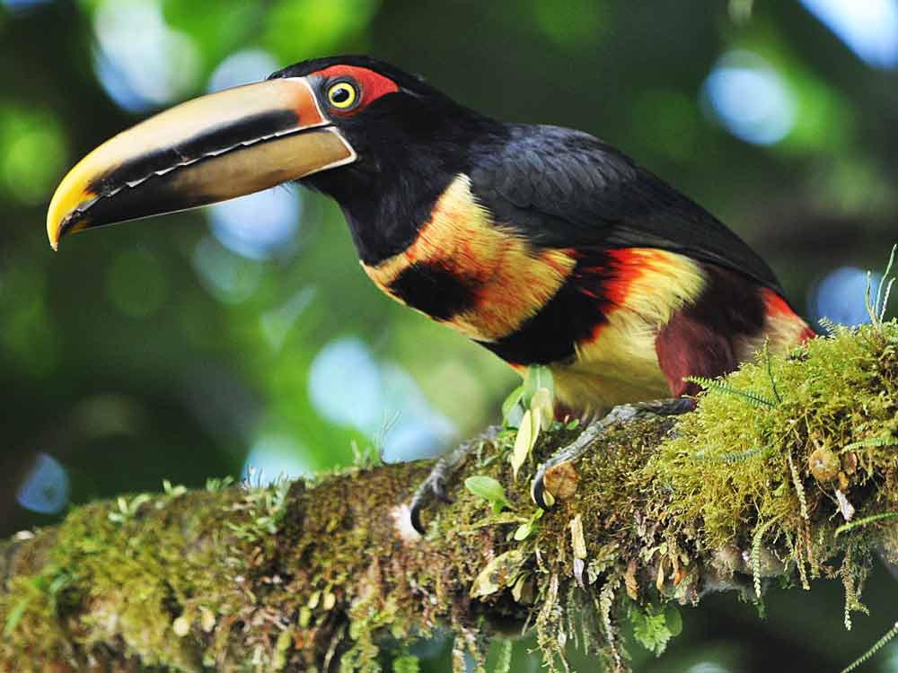Toucan Aracari