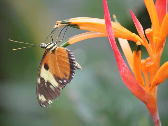 /Mariposas%20de%20Mindo