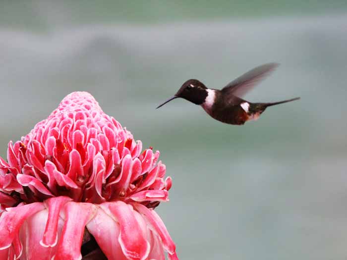 /Jardín%20de%20Colibríes