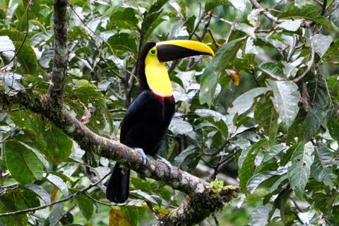Tour de Aves 7 Días